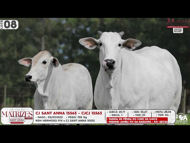 LOTE 08   CJCJ 15563