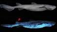 The Fascinating World of Bioluminescence: Nature's Living Lights ile ilgili video