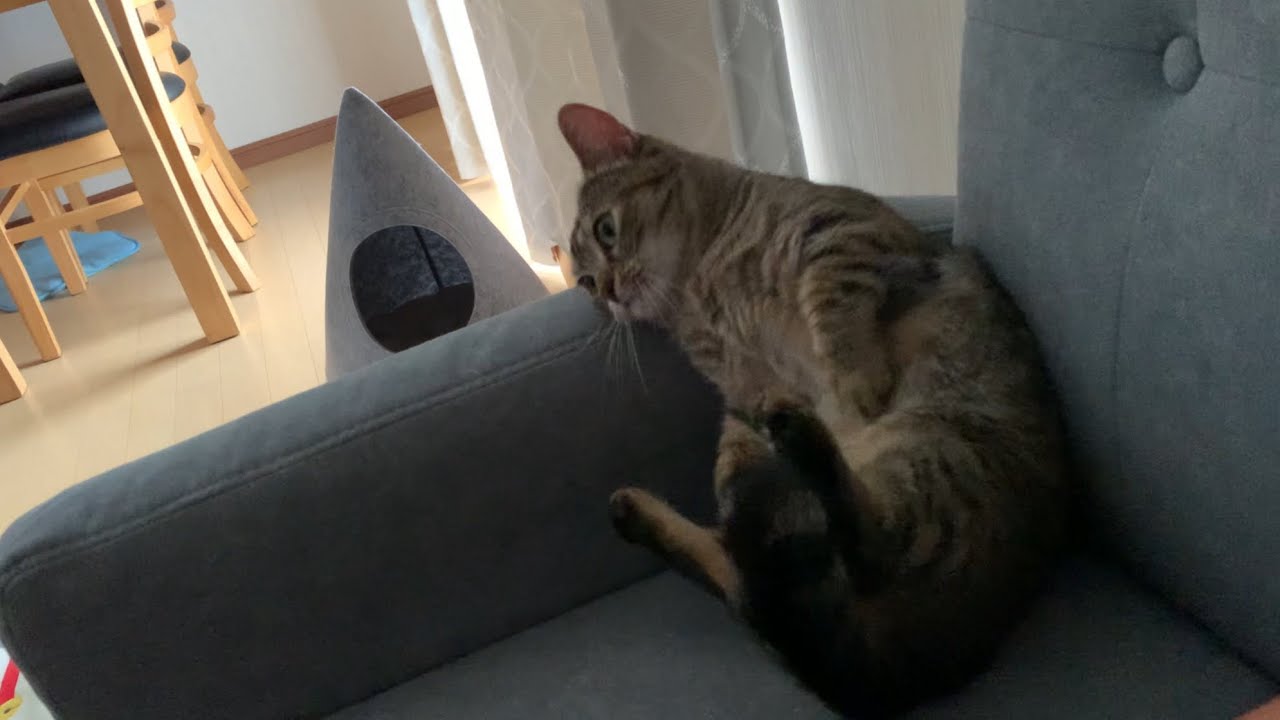 ぐずっている猫がただただ可愛すぎました