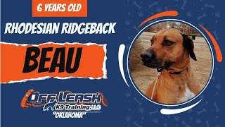 Beau, the Rhodesian Ridgeback| Best Ridgeback Training | Off Leash K9 | Board &amp; Train | Oklahoma