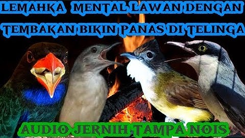 Tembakan mesin jahit & Roll tembak kasar menyatu jadi satu | tengkek, katem, cucak jeggot & jinjing