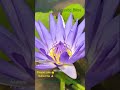 Beautiful Waterlilly 🪷 Blooming In My Lotus Garden - Ravindra's Aquatic Bliss:-9950142501