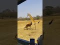 Tourists Watched a Giraffe Defeat a Tiger Up Close 😨 #shorts