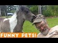Funniest Pets & Animals of the Week Compilation July 2018 | Hilarious Try Not to Laugh Animals Fail