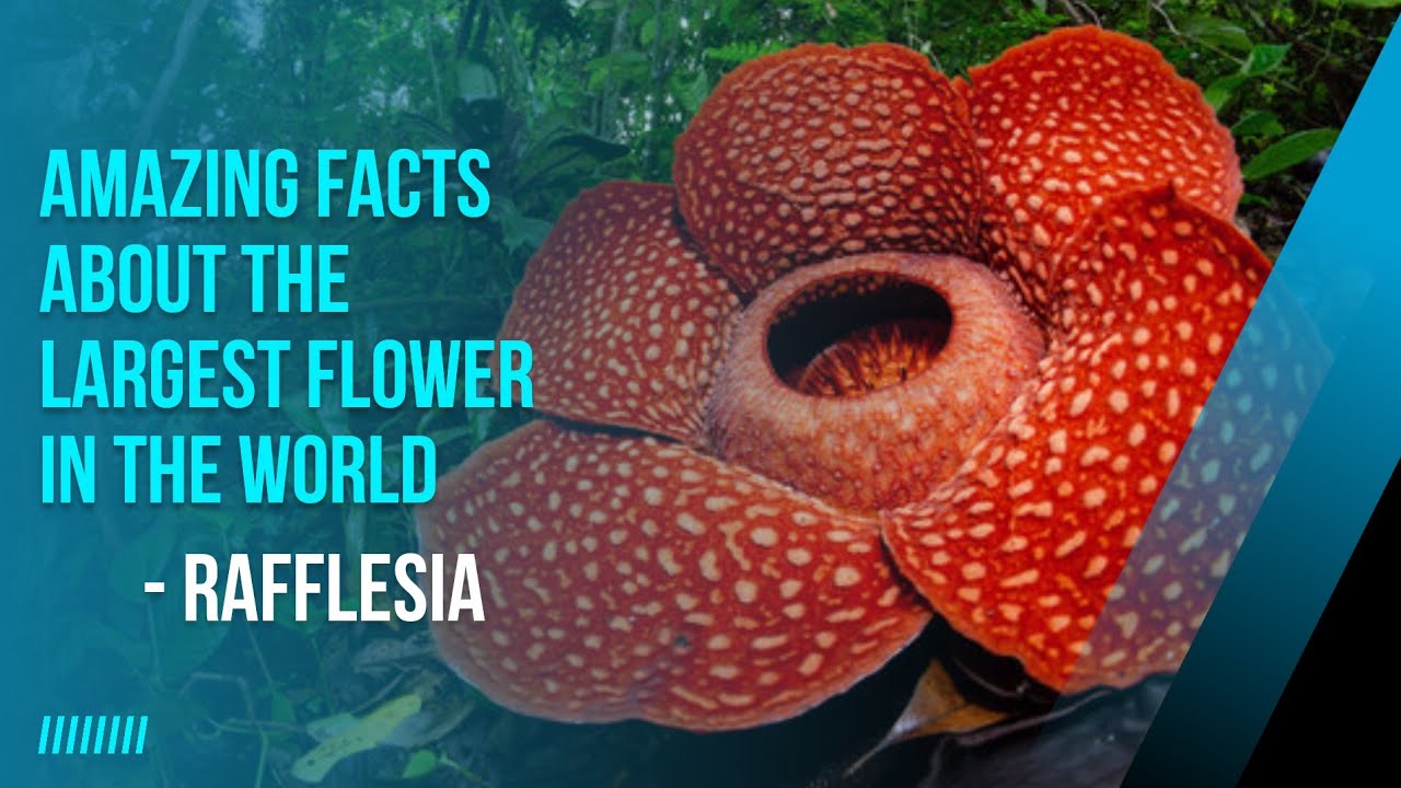 ||Monster flower👹||Intresting facts about Rafflesia arnoldii😲-the ...