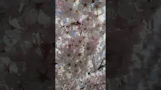 Cherry blossoms scenes at high park toronto canada apr 30/2026