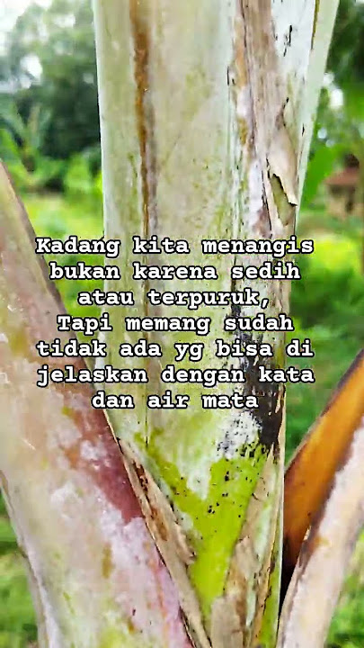 Download lagu air mata bahagia