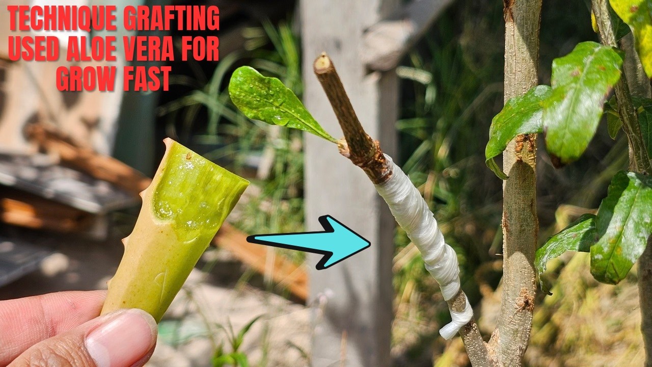 TECHNIQUE GRAFTING USED ALOE VERA FOR GROW FAST