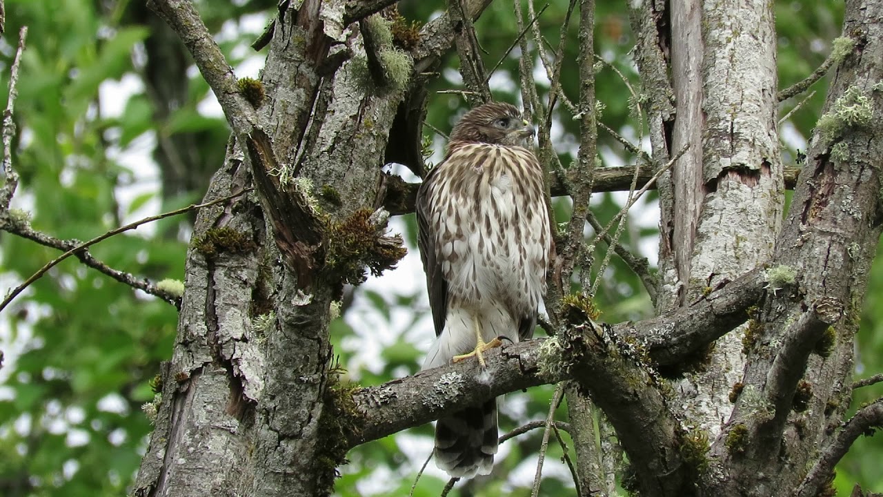 07/07/20 Fledgling Cooper's Hawk @ S 234 Pl & 53 Pl S Kent Wa 3230-135 ...