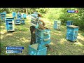 В России вступил в силу новый закон о пчеловодстве