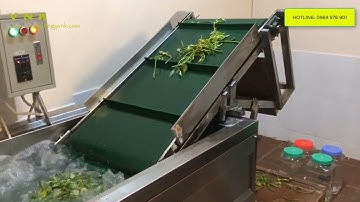 Máy rửa dược liệu, rửa rau củ quả băng tải tự động - Inox 304