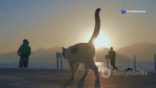 The Cats Unexpected Dinner Guest