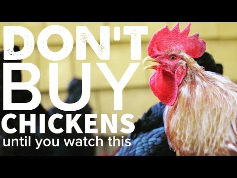 Video: Where To Buy Chickens