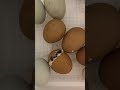 Baby chick hatching in incubator!!