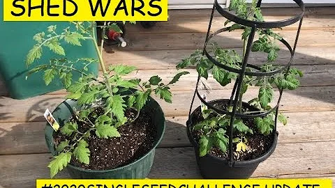 Shed Wars // Garden Update // 2020SSC