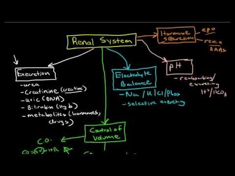 Physiology of the Renal System Introduction YouTube - YouTube