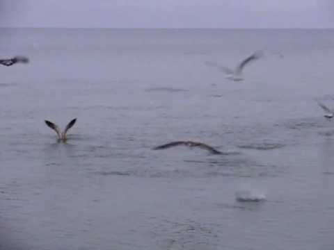 Early Bird Fishing in Bonita Springs