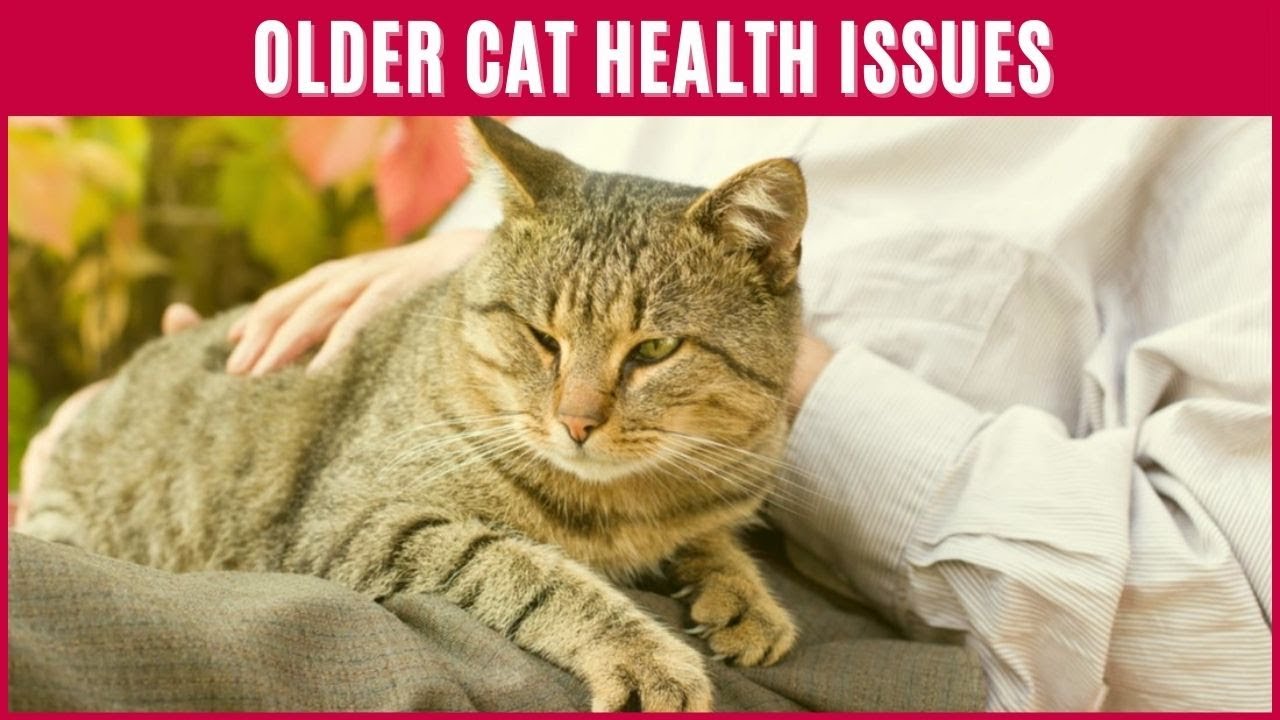 Home Treatment For Cat Hair Loss😿How to Quickly Stop Cat's Hair Fall -  thptnganamst.edu.vn
