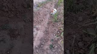 Cat In Garden Trench Playing  - Fun Times  #cat