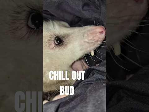 ذعر حيوانات أبوسوم حيوانات أليفة