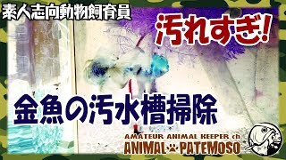 汚れ過ぎ!金魚水槽の水換え掃除をする!【アクアリウム】【オランダ獅子頭】