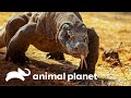 Por que só existe dragão-de-komodo em uma ilha? | Planeta Misterioso | Animal Planet Brasil