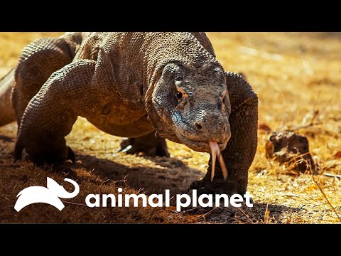 Vídeo: Os dragões de komodo vivem na América?
