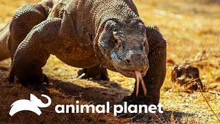 Por que só existe dragão-de-komodo em uma ilha? | Planeta Misterioso | Animal Planet Brasil screenshot 3