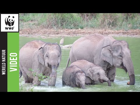 Video: Interessante feiten over olifanten. Hoe lang leeft een olifant in de natuur