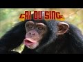 CRI du SINGE Bruit du Singe MONKEY sounds -  Verso della scimmia - Monkey sound