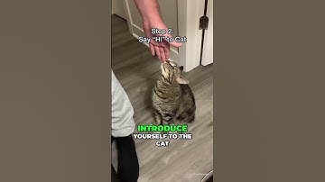 How to pick up a cat the right way #cat #animals #foryou #shorts