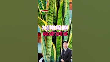 3 Lợi ích bất ngờ của cây lưỡi hổ