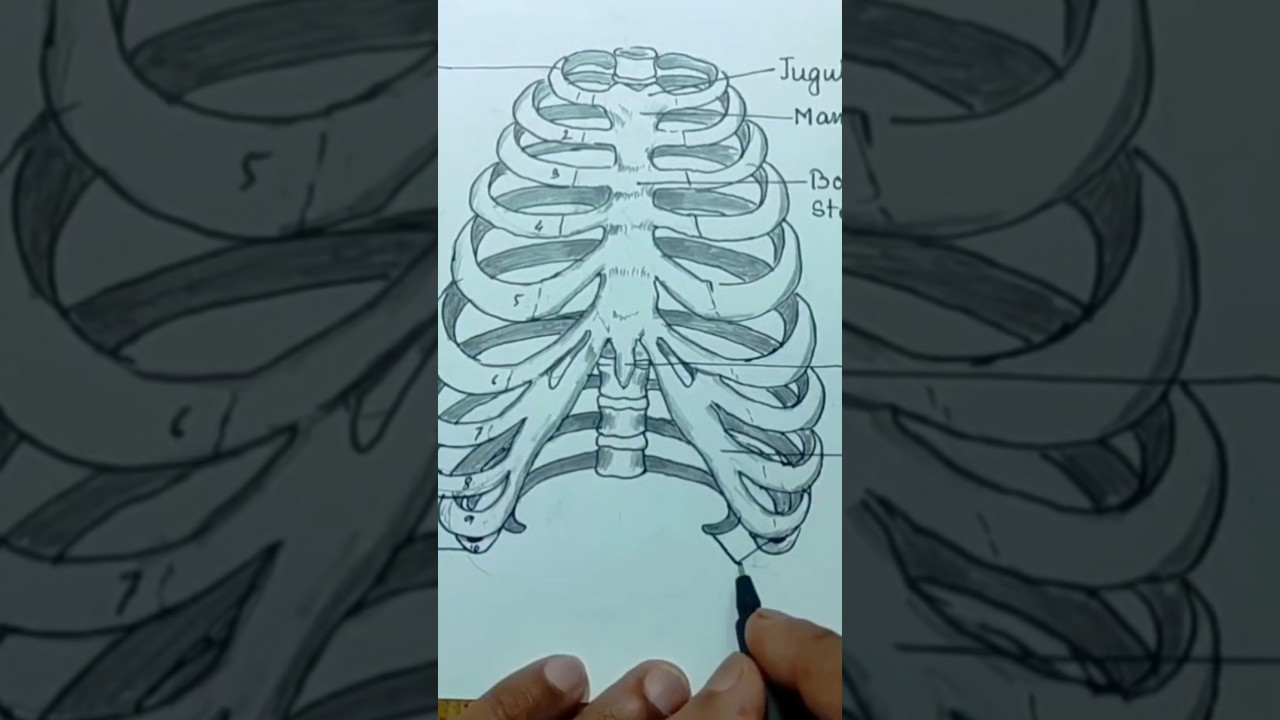 Draw Rib For Kids How To Draw Human Ribs