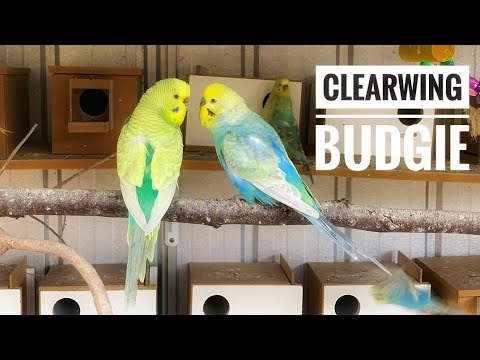 opaline clearwing budgie