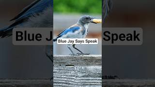 Blue Jay Spirit Animal in song | Bird Messenger | uplifting music