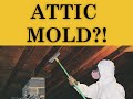 What If My Attic Has Mold?