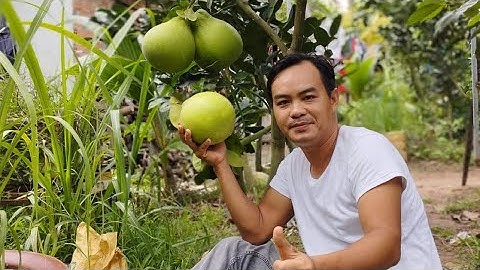 Bưởi Ruby- chuẩn giống -hổ trợ kỹ thuật cho khách từ A-Z.0919705120