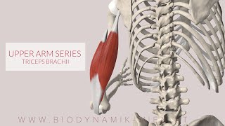 Triceps Brachii, Upper Arm Series, Part 3 (3D Animation)
