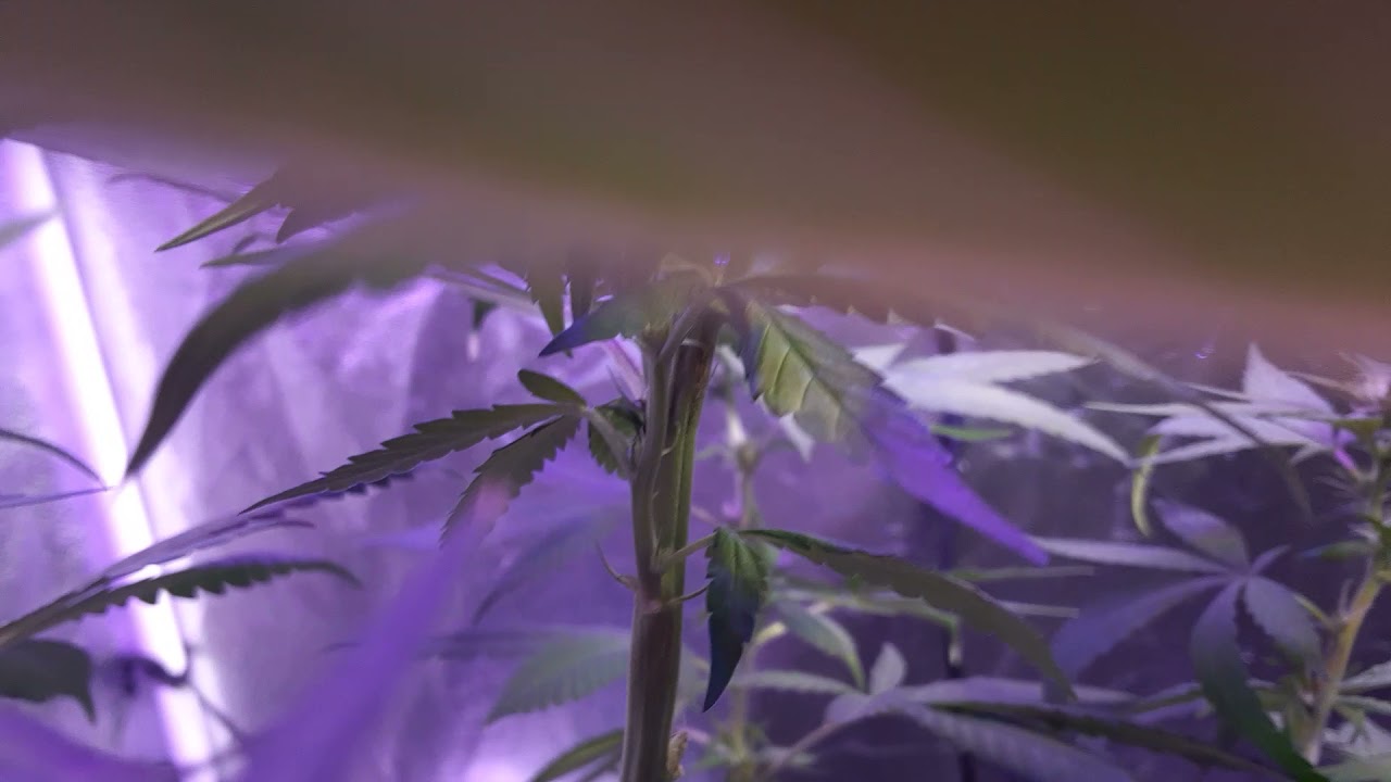 DON'T BUY YINTATECH L.E.D.'S diodes stay on when you shut it off...