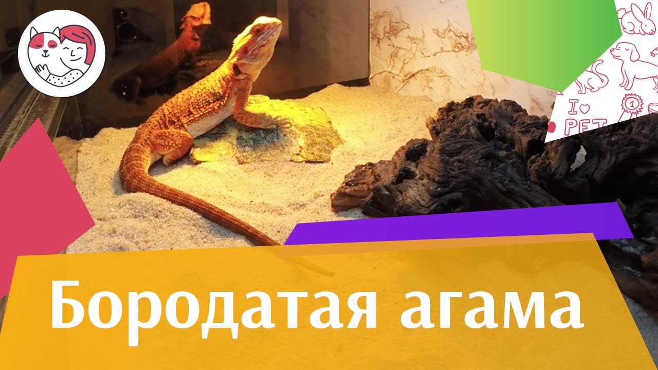 питомцы кукол лол Бородатая агама Содержание террариум и освещение на iLikePet