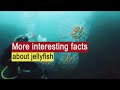 More interesting facts about jellyfish