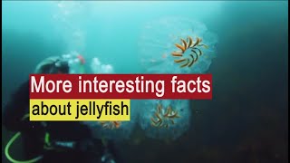 More interesting facts about jellyfish