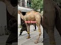 Camel Qurbani Part 10 Camel Bull Cow Cattleworld Qurbani Animals Bull