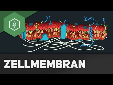 Moin! Bei 0:28 min sprechen wir von Reizweiterleitung, der korrekte Begriff ist jedoch Erregungsleit. 