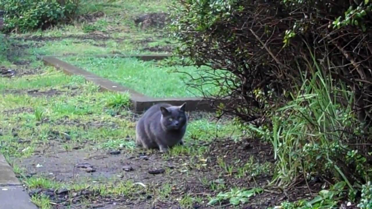 videos for cats Meesha Finds a Friend