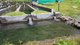 Gandaki Trout Fish Farm, Kaski