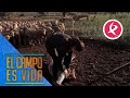 Chabeli tiene que curar los rabos de sus ovejas para repeler a parásitos  | El campo es vida