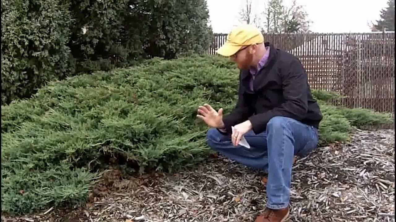 Creeping juniper (Juniperus horizontalis) Plant Identification YouTube