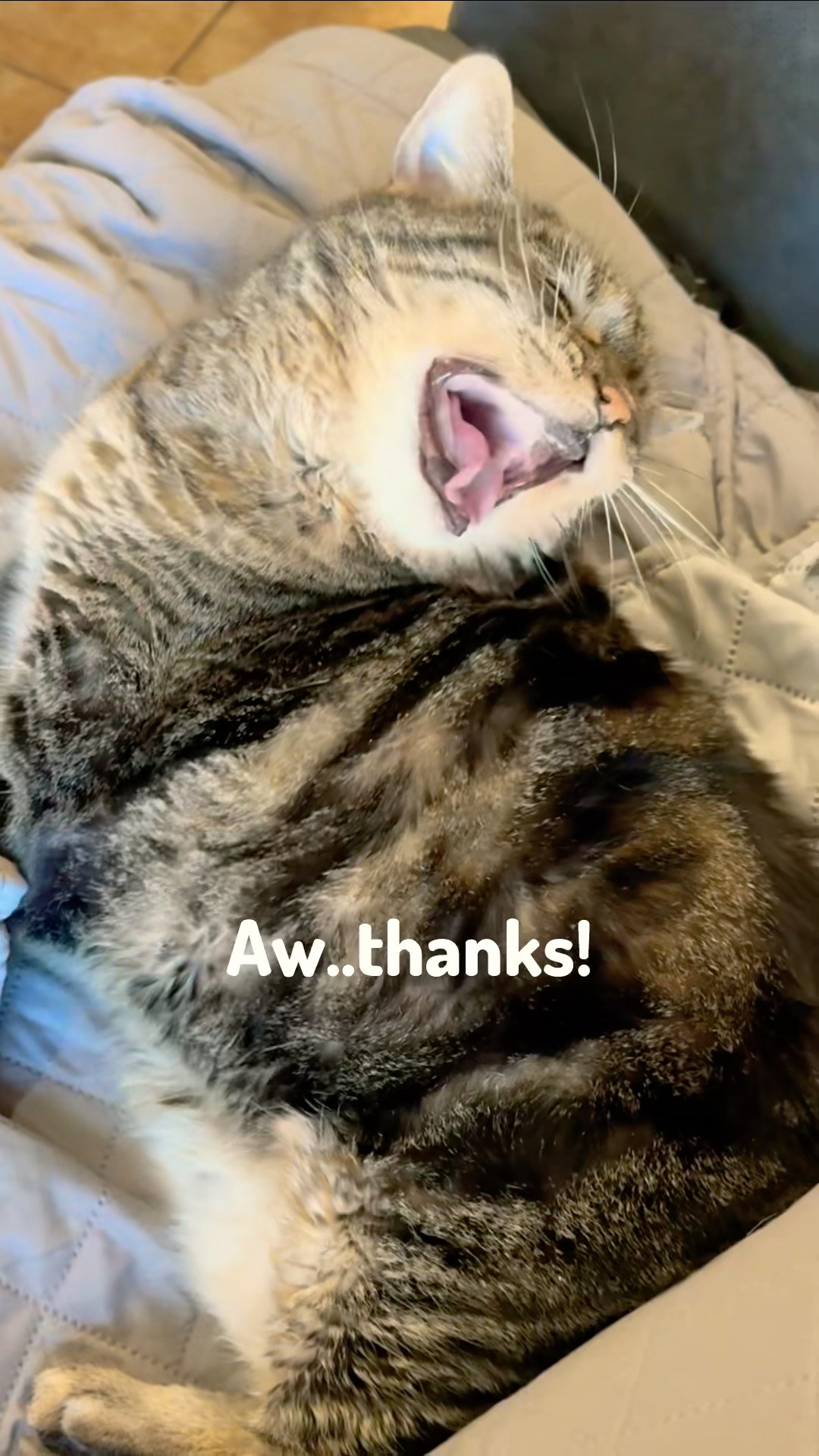 Those rascals! Jasper was mid haircut when he needed a break to go visit Penny! #talkingcat