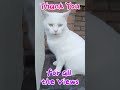 Happy Humpday ❤️Just a Hello &amp; Thank You #cutecats #instacats #catdad #catvibes #thankyou #lofi #fyp
